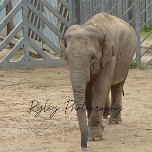 Asian Elephant Esha