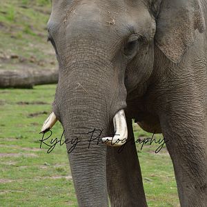 Asian Elephant Emmett