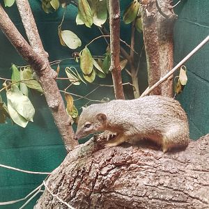 Narrow-striped Vontsira 010625