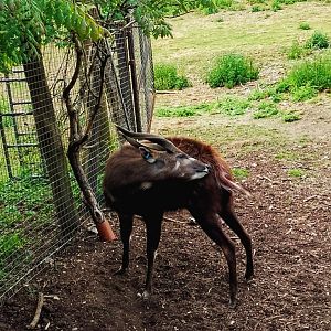 Western Sitatunga 010625