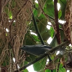 Blue-Grey Tanager 010625