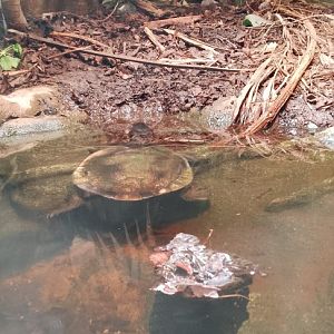 Roti Island Snake Necked Turtle 010625