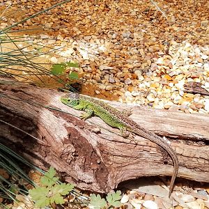 Sand Lizard Lacerta Agilis 310525