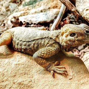 Starred Agama 310525