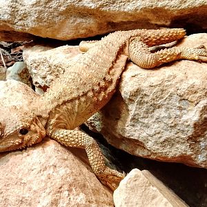 Starred Agama 310525