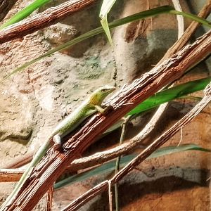 Emerald Skink 310525