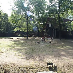 Mhorr gazelle paddock, 2024-06-30