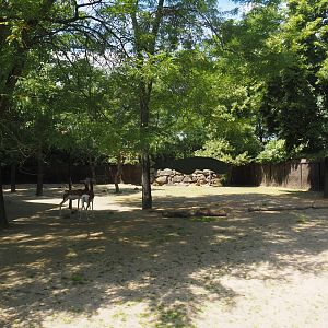 Mhorr gazelle paddock, 2024-06-30