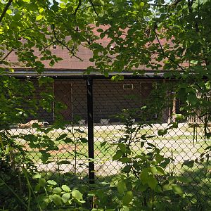 Mhorr gazelle separation paddock, 2024-06-30