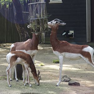 Mhorr gazelles (Nanger dhama mhorr), 2024-06-30