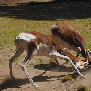 Fighting Mhorr gazelles (Nanger dhama mhorr), 2024-06-30