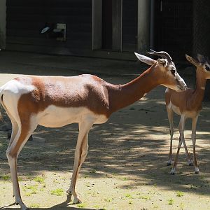 Mhorr gazelles (Nanger dhama mhorr), 2024-06-30