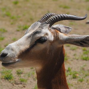 Mhorr gazelle (Nanger dhama mhorr), 2024-06-30