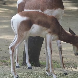 Mhorr gazelle (Nanger dhama mhorr), 2024-06-30