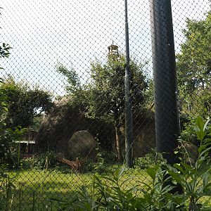 Vulture, marabou and secretary bird aviary, 2024-06-30