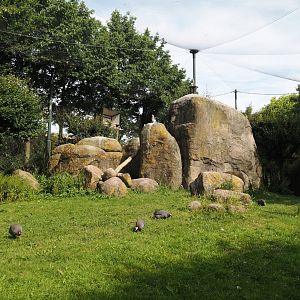Vulture, marabou and secretary bird aviary, 2024-06-30