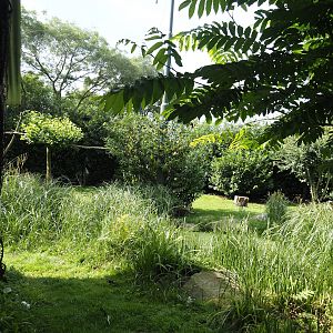Vulture, marabou and secretary bird aviary, 2024-06-30