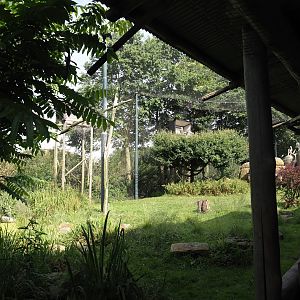 Vulture, marabou and secretary bird aviary, 2024-06-30