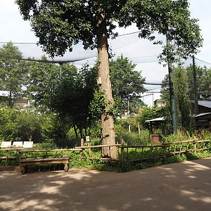 Vulture, marabou and secretary bird aviary, 2024-06-30