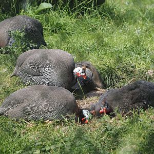 Helmeted guineafowl (Numida meleagris), 2024-06-30
