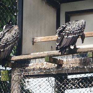 Rüppell's griffon vultures (Gyps rueppelli rueppelli), 2024-06-30