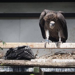 Juvenile Rüppell's griffon vulture (Gyps rueppelli rueppelli), 2024-06-30