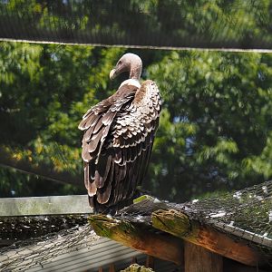 Rüppell's griffon vulture (Gyps rueppelli rueppelli), 2024-06-30