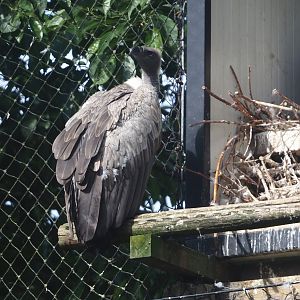 African white-backed vulture (Gyps africanus), 2024-06-30