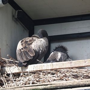 African white-backed vultures (Gyps africanus), 2024-06-30