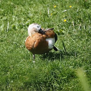 Ruddy shelduck (Tadorna ferruginea), 2024-06-30