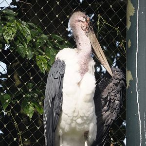 Marabou (Leptoptilos crumenifer), 2024-06-30