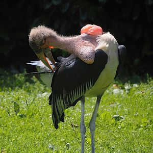 Marabou (Leptoptilos crumenifer), 2024-06-30