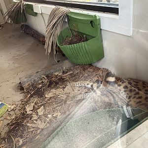 Lower Savanna - Serval