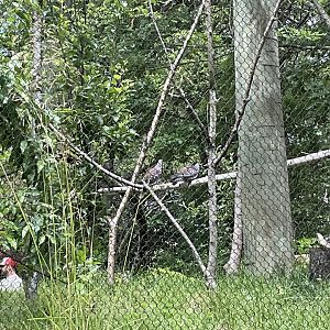 Lower Savanna - Speckled Pigeon