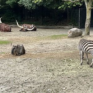 Lower Savanna - Ankole-Watusi, Eastern White-Bearded Wildebeest and Plains Zebra