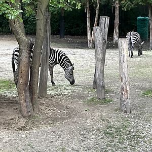 Lower Savanna - Plains Zebra