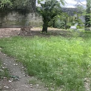 Lower Savanna - Cheetah