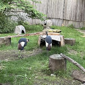 Lower Savanna - Black Crowned Crane