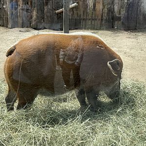 Upper Savanna - Red River Hog