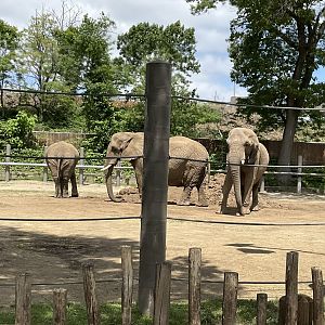 Upper Savanna - African Elephant