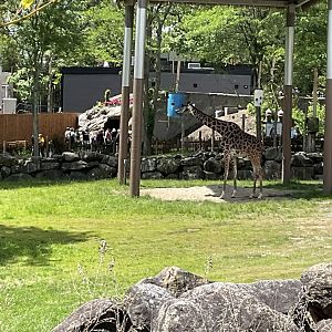 Upper Savanna - Maasai Giraffe