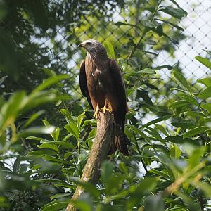 Black kite (Milvus migrans), 2024-06-30