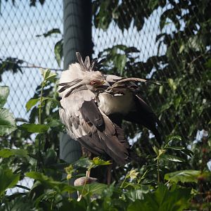 Secretary bird (Sagittarius serpentarius), 2024-06-30