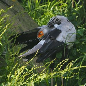 Secretary bird (Sagittarius serpentarius), 2024-06-30
