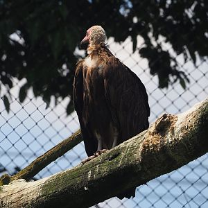 Hooded vulture (Necrosyrtes monachus), 2024-06-30