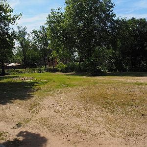 Chapman's zebra and North African ostrich paddock, 2024-06-30