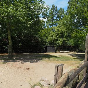 Chapman's zebra and North African ostrich paddock, 2024-06-30
