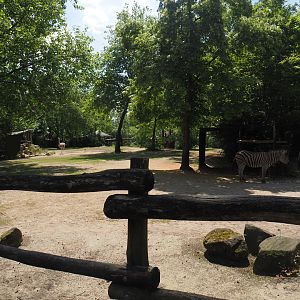 Chapman's zebra and North African ostrich paddock, 2024-06-30