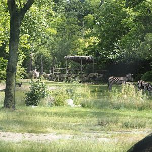 Part of the Chapman's zebra and North African ostrich paddock, seen from across the giraffe paddock, 2024-06-30