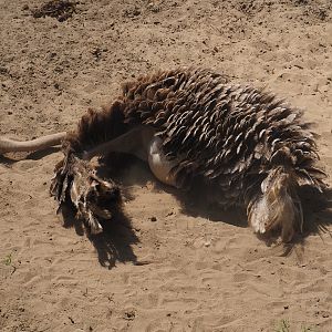 Sand-bathing North African ostrich (Struthio camelus camelus), 2024-06-30